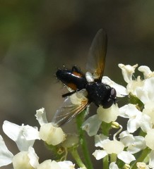 Clairvillia biguttata