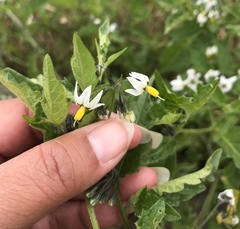 Solanum furcatum