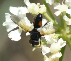 Clairvillia biguttata