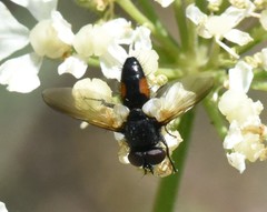Clairvillia biguttata