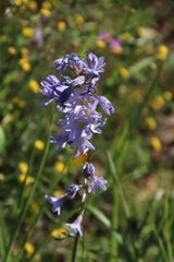 Ixia rapunculoides