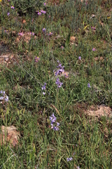 Ixia rapunculoides