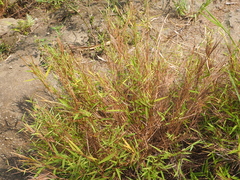 Pogonatherum crinitum