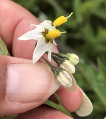 Solanum furcatum