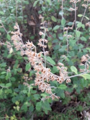 Teucrium flavum flavum