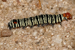 Agoma trimenii