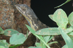 Sitana