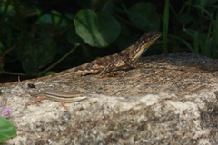 Sitana
