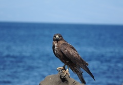 Buteo galapagoensis
