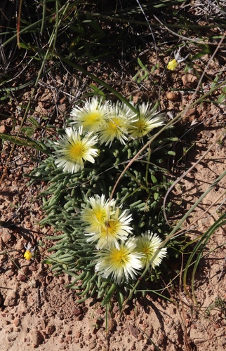 Image of Mesembryanthemum Tenuiflorum (Mesembryanthemum tenuiflorum) by (c) Tony Rebelo, some rights reserved (CC BY-SA)