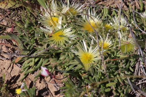 Mesembryanthemum tenuiflorum