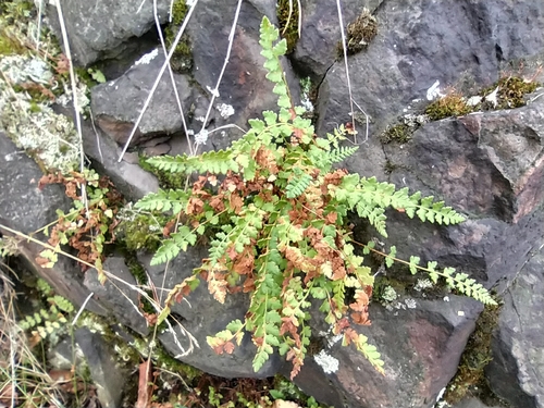 Image of Woodsia alpina by no rights reserved