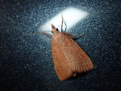 Hypsopygia incarnatalis