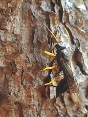 Sirex juvencus