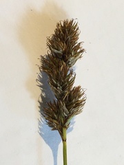 Carex leporina