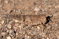 Trimerotropis occidentalis