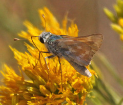 Hesperia lindseyi
