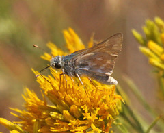 Hesperia lindseyi