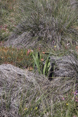 Moraea bifida