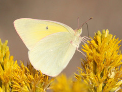 Colias alexandra