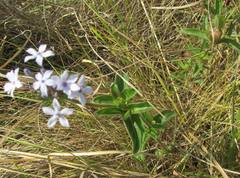 Pentanisia prunelloides