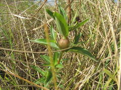 Pentanisia prunelloides