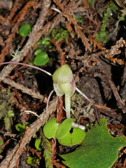 Corybas walliae