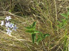 Pentanisia prunelloides