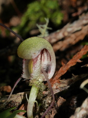 Corybas walliae