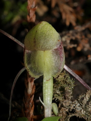 Corybas walliae