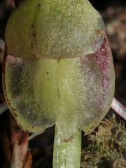 Corybas walliae