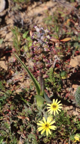 Image of Lachenalia obscura by (c) Tony Rebelo, some rights reserved (CC BY-SA)