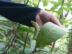 Macroglossum pyrrhosticta