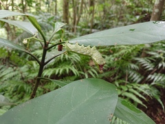 Macroglossum pyrrhosticta