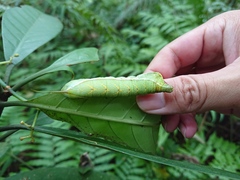 Macroglossum pyrrhosticta