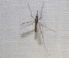 Anopheles franciscanus