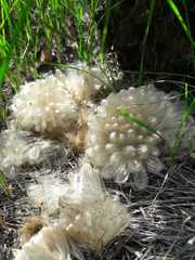 Asteraceae