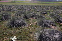 Hesperantha cucullata