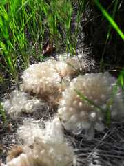 Asteraceae