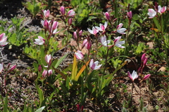 Hesperantha cucullata