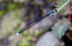 Nesobasis angulicollis