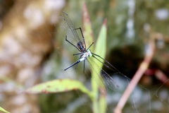 Nesobasis angulicollis