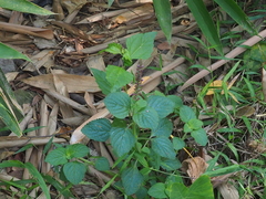 Coleus monostachyus