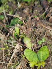 Corybas walliae