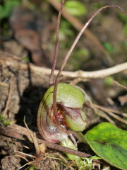 Corybas walliae