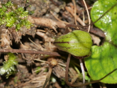 Corybas walliae