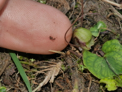 Corybas walliae