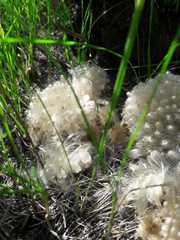 Asteraceae