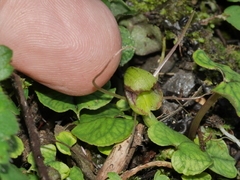 Corybas walliae