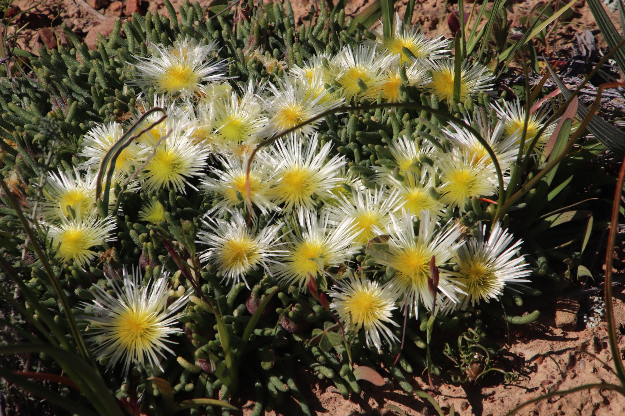 Sphalmanthus tenuiflorus N.E.Br.